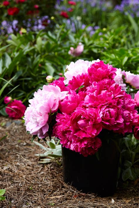 How To Plant Peonies