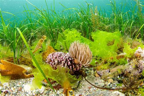 Ocean Conservation Trust Opens Unique Seagrass Lab At