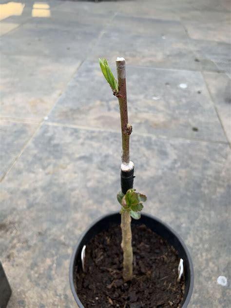 Peach Graft Take General Fruit Growing Growing Fruit