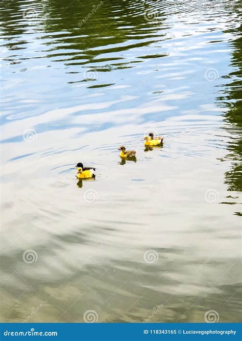 Adorable Yellow And Black Baby Ducks Stock Image Image Of Group