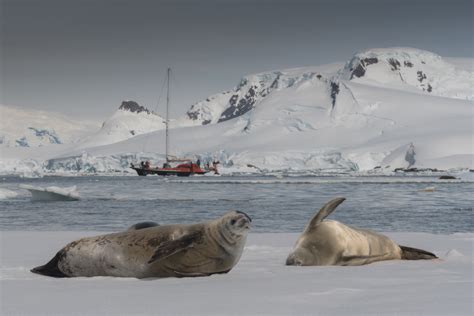 The Ultimate Guide To Animals In Antarctica