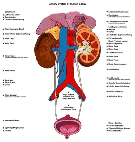 How Does The Urinary Tract Work