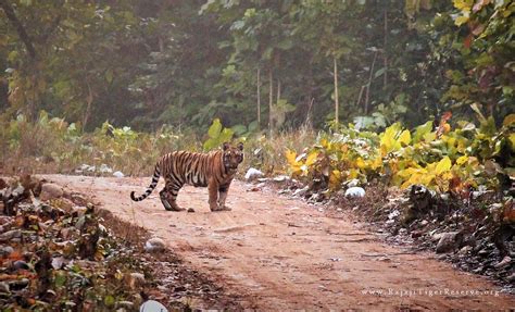 Rajaji Tiger Reserve Haridwar All You Need To Know Before You Go