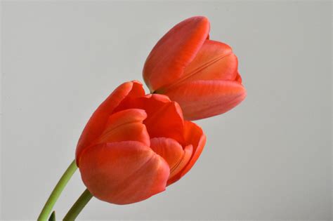 Free Images Flower Petal Bloom Cup Tulip Spring Red Closeup