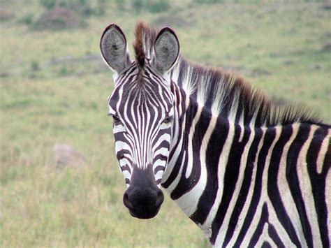 Zebra Free Photo Download Freeimages