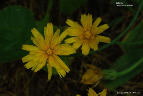 It has a long taproot and a basal cat's ear tolerates a wide range of conditions and readily grows in most soil types but is not usually found in wetlands. US Wildflower - Hairy Cat's Ear, False Dandelion ...