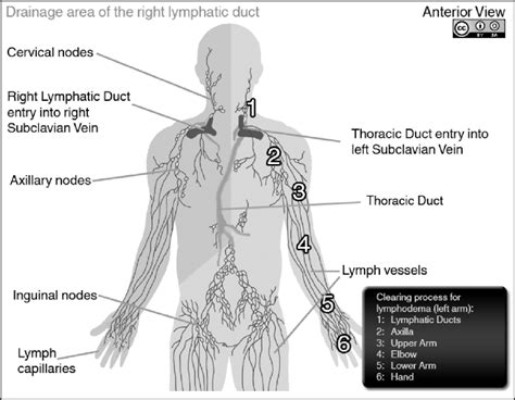 Diagram Of Lymphatic System Showing Lymph Capillaries Lymph Vessels
