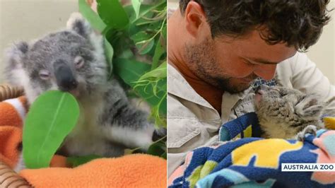Sick Koala Joey Rescued Nursed Back To Health In Australia Abc7 Los