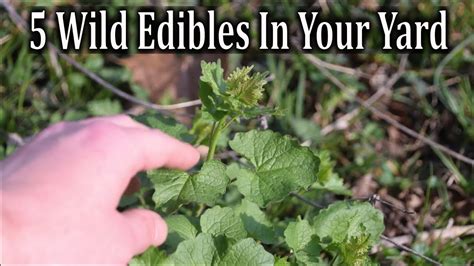 5 Wild Edibles In Your Yard And How To Use Them Youtube