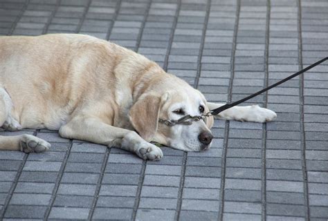 How To Tell If Your Dog Is Tired Of Walking Dogpackr