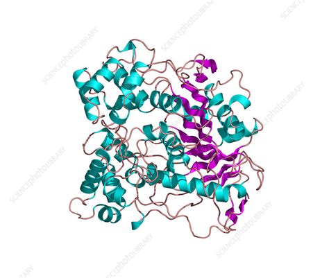 Lipase Molecule Stock Image A6050193 Science Photo Library
