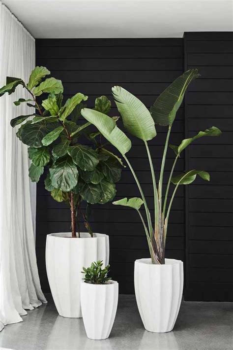 Vasos De Plantas Saiba Como Escolher O Tipo Ideal Decoração Natural