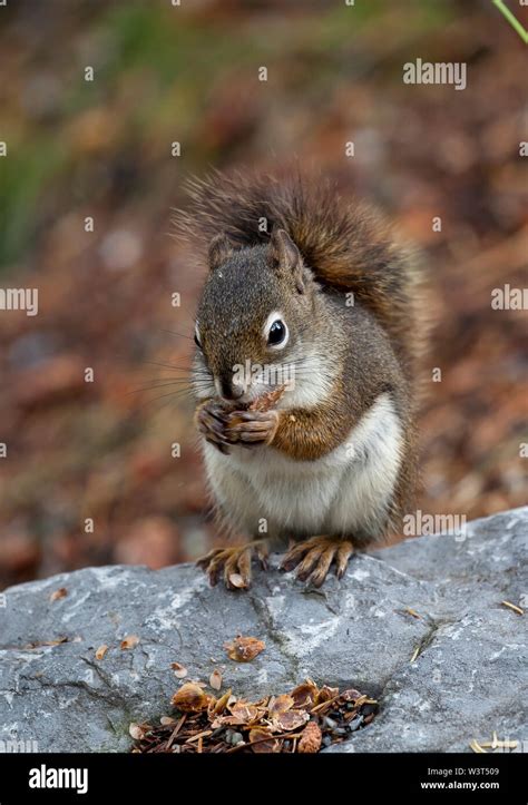 Squirrel Eating Pine Nuts Stock Photo Alamy