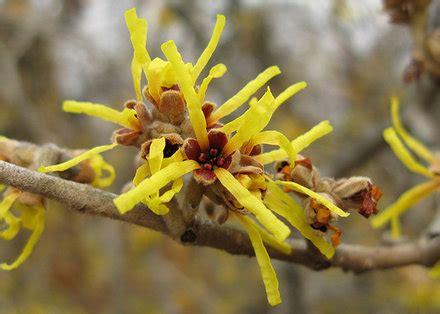 We have chosen the best baby hazel games which you can play online for free and add new games daily, enjoy! Witch Hazel | Piedmont Master Gardeners