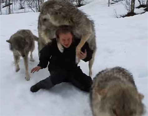 Wolf Attack Human