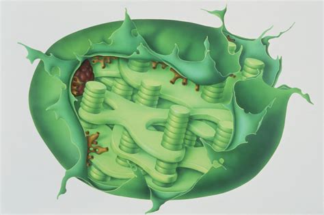 The plant cell is surrounded by a cell wall which is involved in providing shape to the plant cell. Thylakoid Definition and Function