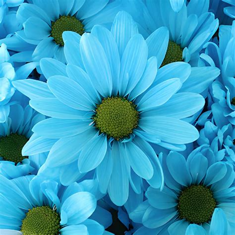 Tinted Blue Daisy Flower