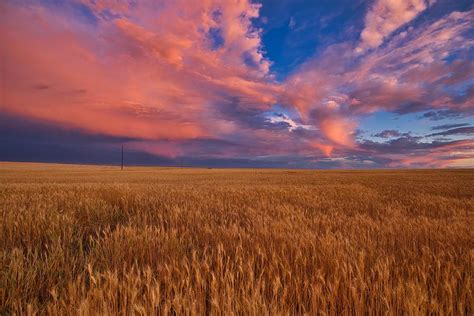 Pink Sunset Over The Wheat Field Photograph By Lynn Hopwood Fine Art
