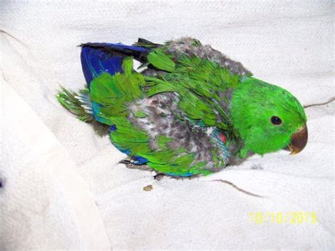 Beautiful Baby Male Red Sided Eclectus Parrot Handfeeding For Sale In
