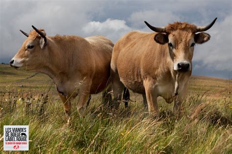 Bœuf Fermier Aubrac