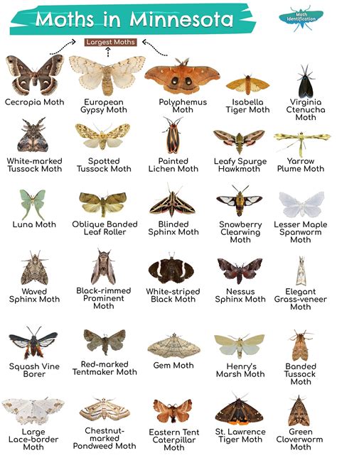 Types Of Moths In Minnesota