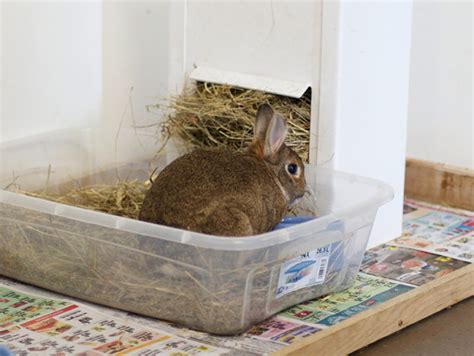 Litter Training Your Pet Rabbit My House Rabbit
