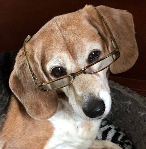 Beagle Staredown With Glasses On Beagle Animal Photography Dogs