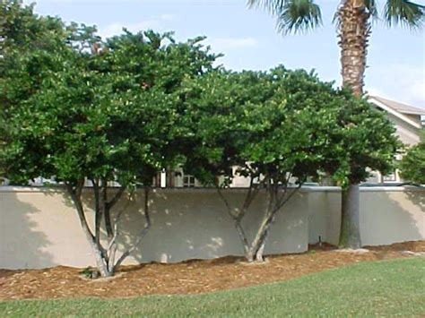 Ligustrum Japonicum Backyard Plants Backyard Landscaping Privacy