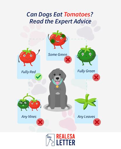 Can Dogs Eat Tomatoes Find Out Here All Animals Guide