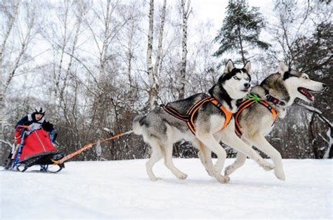 A Russian Musher Drives A Team Of Sled Dogs During A Competition In