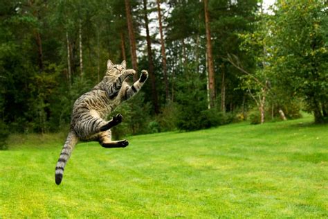 How High Can Cats Jump Great Pet Care