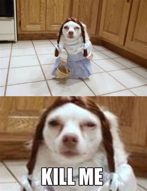 Funny Animal Pictures To Help Put A Smile On Your Face 19