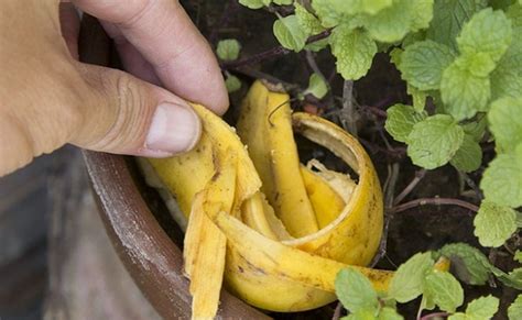 10 Things You Didnt Know You Could Do With Banana Peels Healthy