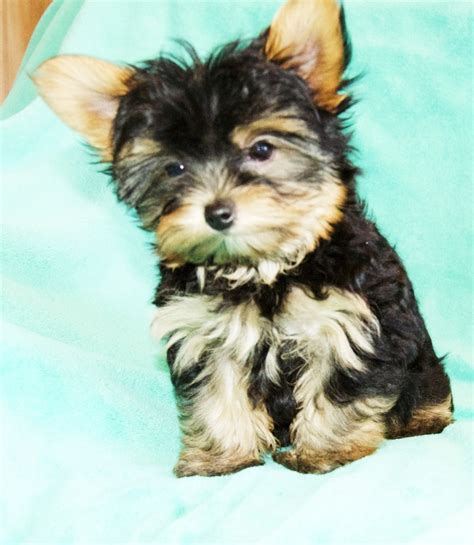 Royal canin for yorkshire terrier puppies. Minnesota Yorkie Tails - Minnesota Yorkie Tails