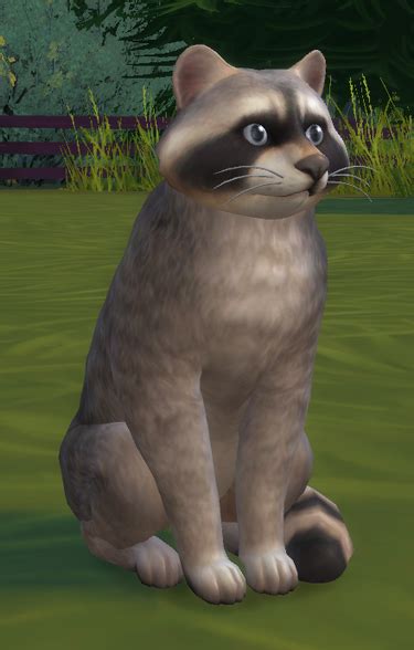 Raccoon The Sims Wiki