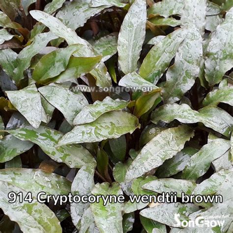 This crypt develops a beautiful dotted pattern on the leaves and stays medium sized without getting too big. Cryptocoryne wendtii brown | E-shop | SERA.SK