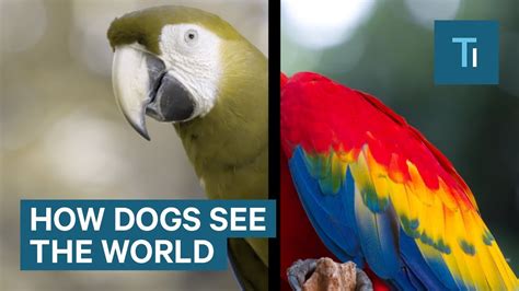How Dogs See The World — And Its More Than Black And White Youtube