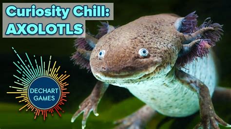 Curiosity Chill Axolotls W Bryan And Amelia Of Dechart Games Youtube