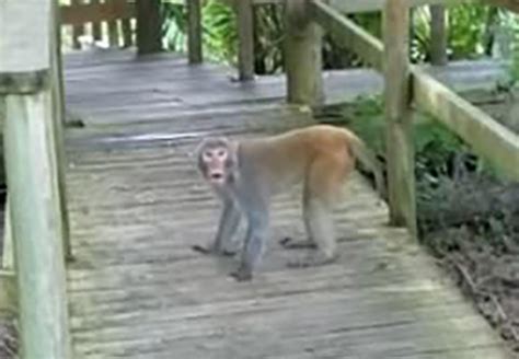 Turns Out Florida Has A Serious Wild Monkey Problem And This Poor