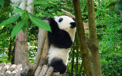Wallpaper Panda Animal Trees Leaves Hd Widescreen High