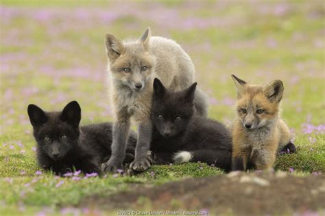 Washington Foxes Nature Picture Library