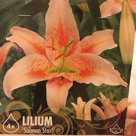 Lilium Salmon Star Lily Salmon Star Oriental In Gardentags Plant