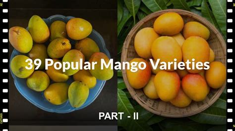 39 popular varieties of mango in the world part 2 top mango varieties dugaidana youtube
