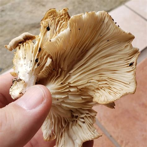 Oyster Mushrooms Edible Wild Mushroom Western Pa Foraging