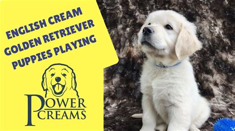 Find local golden retriever puppies for sale and dogs for adoption near you. English Cream Golden Retriever Puppies for Sale Boise, Idaho