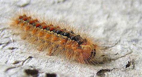 Not sure if its a spilosoma virginica. Stories from our trip: Furry caterpillar