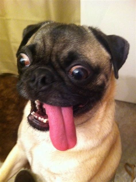 A Pug Sticking His Tongue Out Derp Dogs Funny Dachshund Pictures