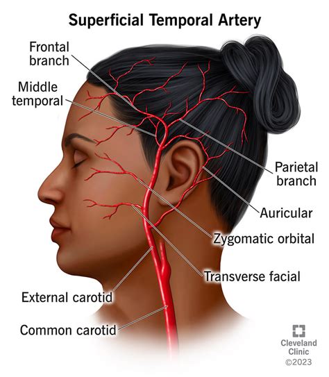 Superficial Temporal Artery Branches Anatomy