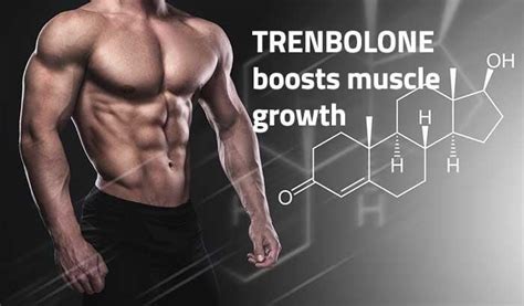 Tren Steroid Cycle 2023 Update Trenbolone Results Before And After Buy