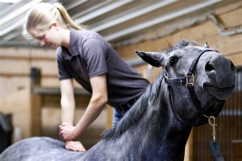 Alternative Therapy Horses 952×635 Horses Horse Massage Horse